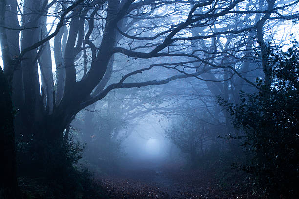 Misty woods Haunting mist amongst gnarly trees in a forest early in the morning.   bare tree photos stock pictures, royalty-free photos & images