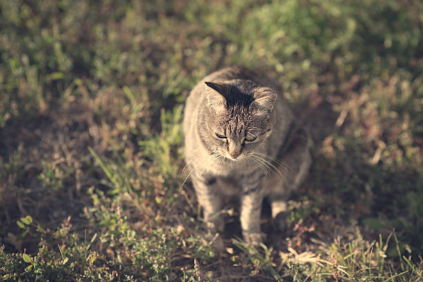 istock Vintage photo of a cat 636977582