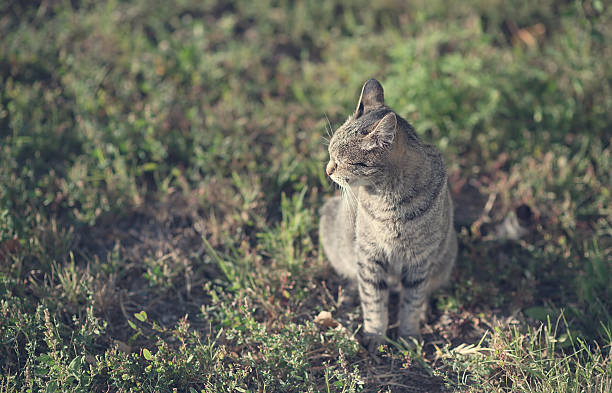 istock Vintage photo of a cat 636978128