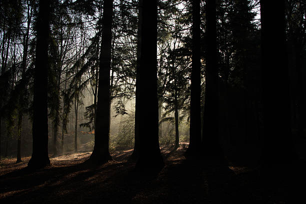 istock Large trees silhouetted by the sunrise in the woods. 636981870