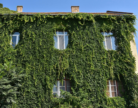 Old house wall covered with climbint plant