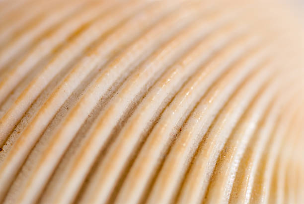 istock close up on a seashell details abstract photo 636984550