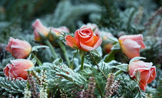 Frozen roses outdoors