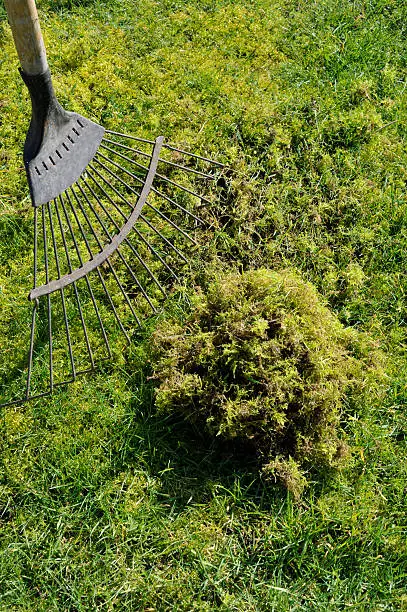 Problem lawn moss being removed from the grass with a spring tine rake.