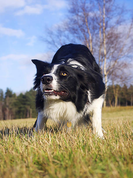 Border collie Border Collie Photograph from Ground level nigel pack stock pictures, royalty-free photos & images