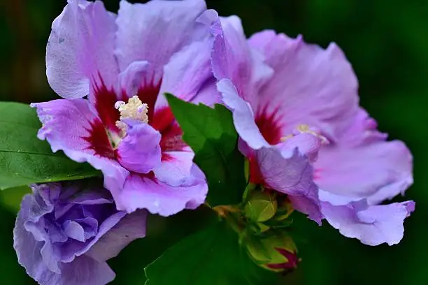 Native to East Asia, Hibiscus syriacus is a species of flowering plant, which is a vigorous, upright, case-shaped, multi-stemmed, deciduous shrub. Its showy, 5-petaled flowers appear from early summer to autumn, comparatively long period. The flower comes in such colors as pink, purple and white, each flower having a prominent and showy center staminal column. Its common names include Rose of Sharon, shrub althea, rose mallow and St. Joseph’s rod.