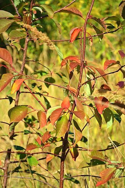 istock Colorful Autumn Leaves 636987840
