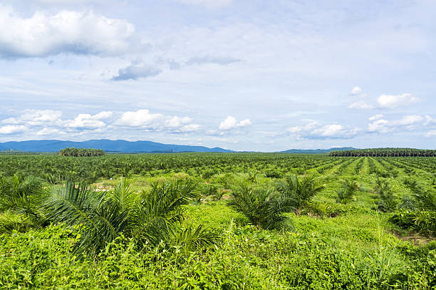 istock Palm oil plantation 636988602
