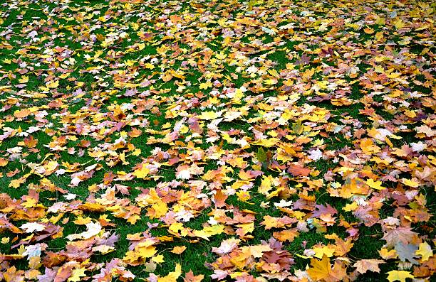 istock Colorful Autumn Leaves 636988638