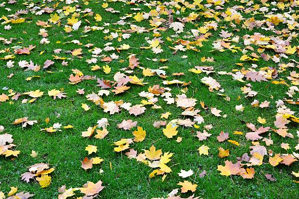 istock Colorful Autumn Leaves 636988672