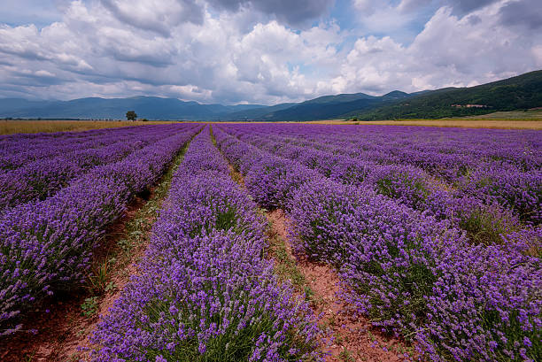 istock Daily cloudy landscape with lavender in the summer. 636989228