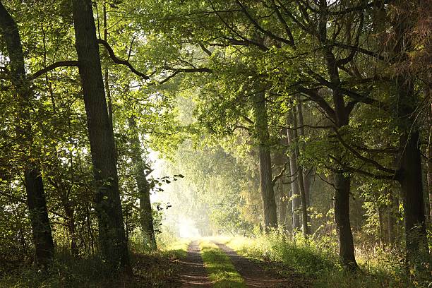 istock Country road in the morning 636989442