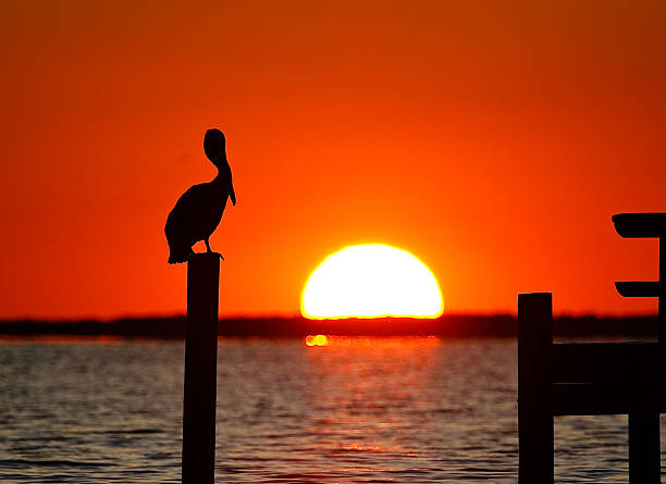 istock Pelican Watches Sunset 636989864