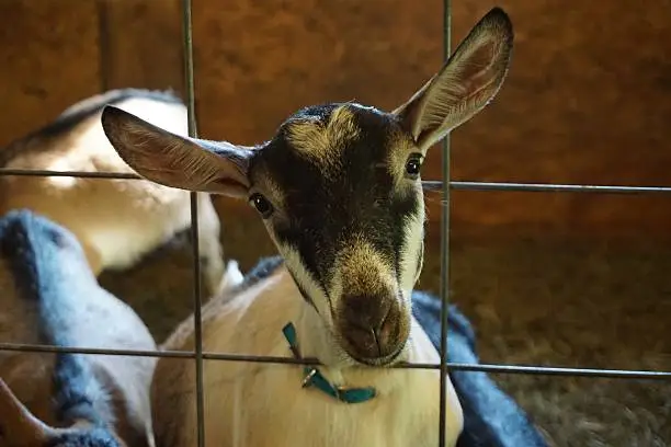 Kid goat looking through wire fence