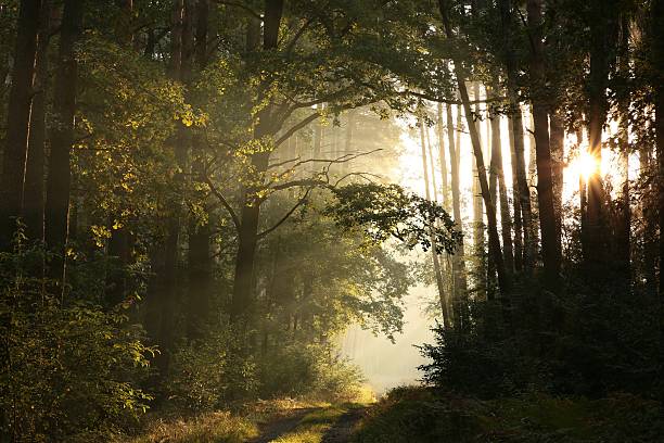 istock Dirt road through the woods 636991512