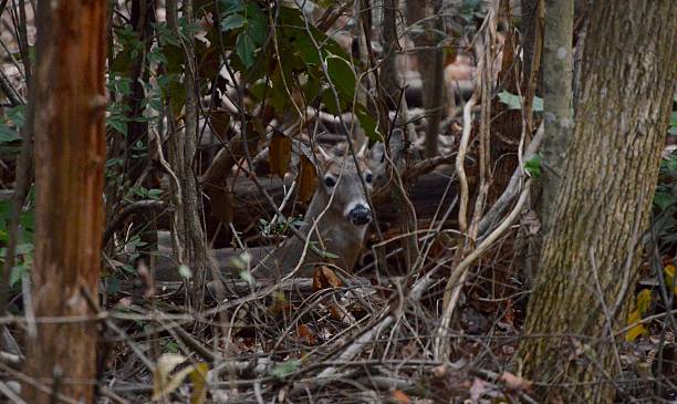 istock Young Whitetail Buck Lying in the Forest 636992710