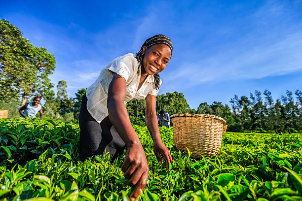 アフリカの女性を物色できるティーの葉のプランテーション、ケニア、東アフリカ - tea crop picking women agriculture ストックフォトと画像