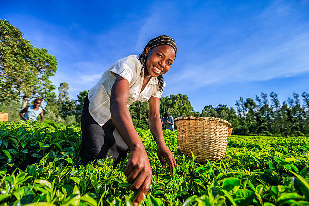 африканские женщины срывание листья в чай плантации, кения, восток и африка - tea crop picking women agriculture стоковые фото и изображения