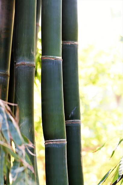 istock Bamboo plant stalks closeup nature background 636997096