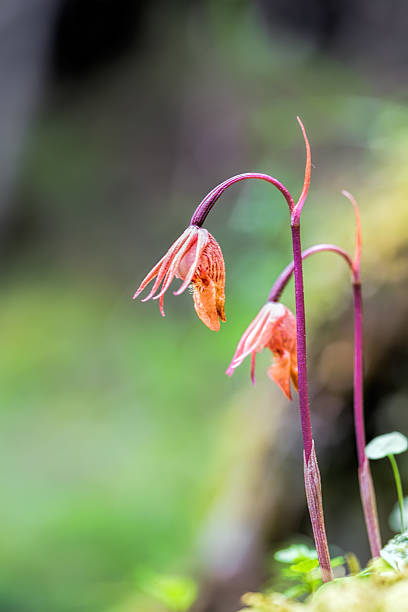 istock Withered Fairy Slipper Orchid - Calypso bulbosa 636997454