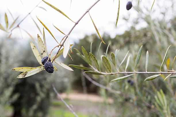 оливковое дерево  - olive tree olive oil tree california стоковые фото и изображения