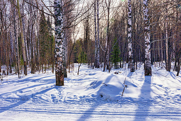 istock Ski in the winter woods 636998486