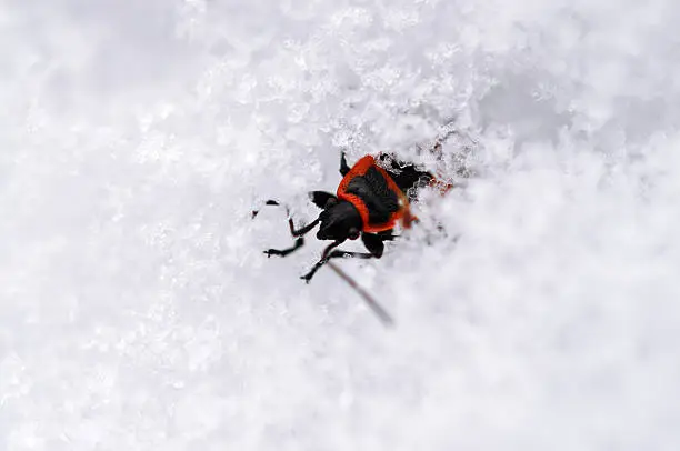 The firebug, Pyrrhocoris apterus after the winter thaw