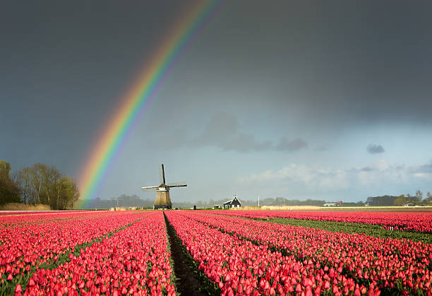 Tulipas vermelhas, um moinho de vento e um arco-íris - foto de acervo