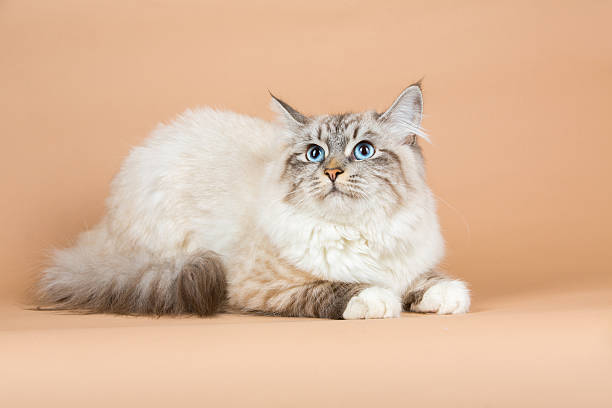 istock Portrait of Siberian cat 637000080