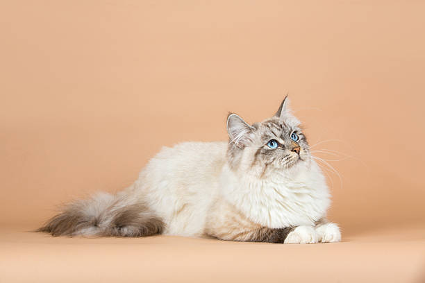 istock Portrait of Siberian cat 637000110