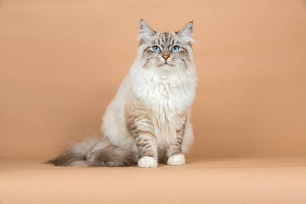 Portrait of Siberian cat Portrait of thoroughbred Siberian cat on a beige background, studio shoot siberian cat photos stock pictures, royalty-free photos & images