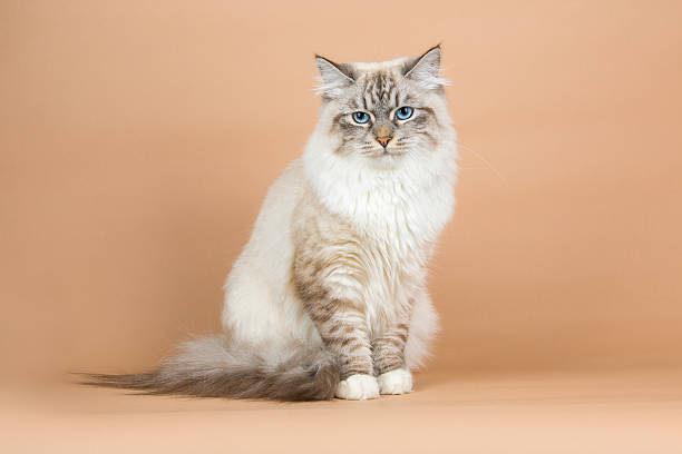 Portrait of Siberian cat stock photo