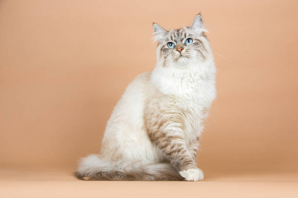 Portrait of Siberian cat
