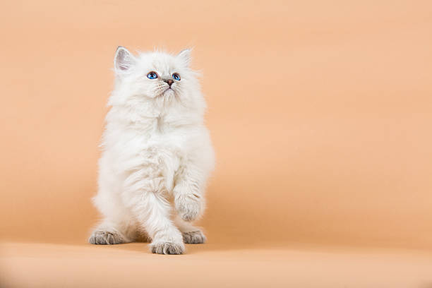 istock Portrait of Siberian kitten 637000198