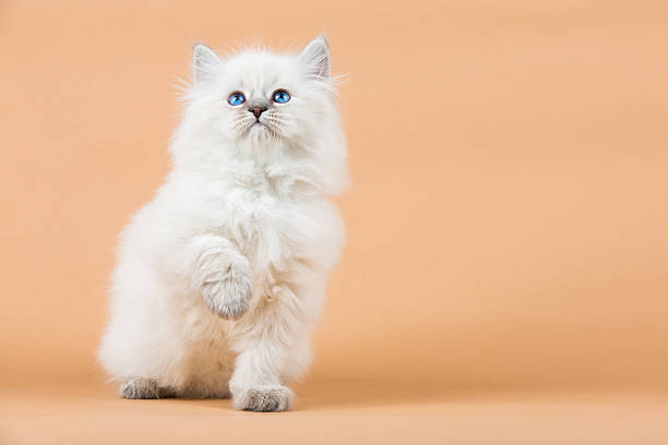 istock Portrait of Siberian kitten 637000246