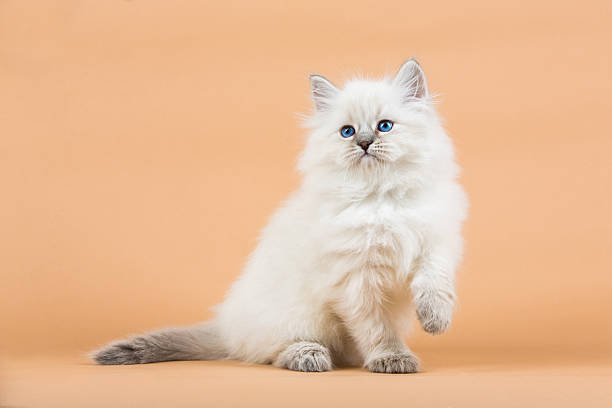 istock Portrait of Siberian kitten 637000276