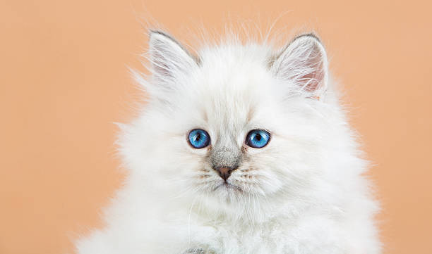 istock Portrait of Siberian kitten 637000294