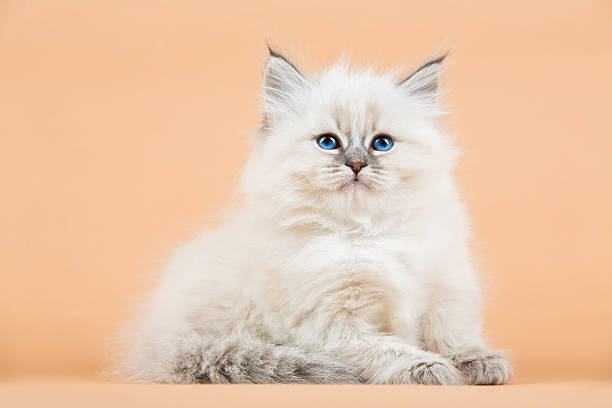 istock Portrait of Siberian kitten 637000620