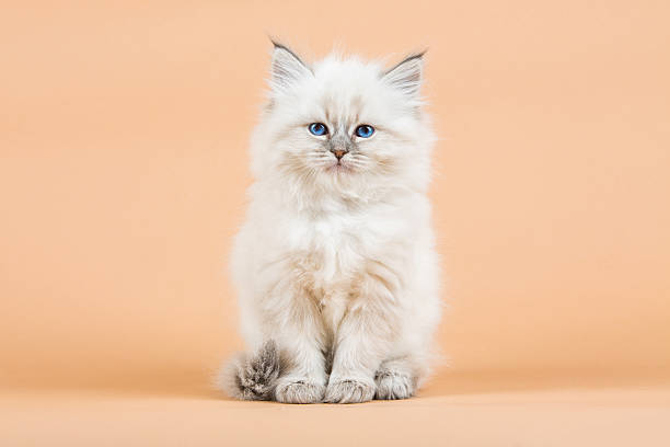 istock Portrait of Siberian kitten 637000646