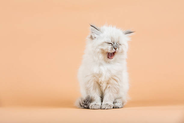 istock Portrait of Siberian kitten 637000664