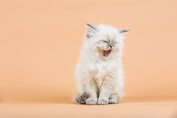 Portrait of Siberian kitten stock photo