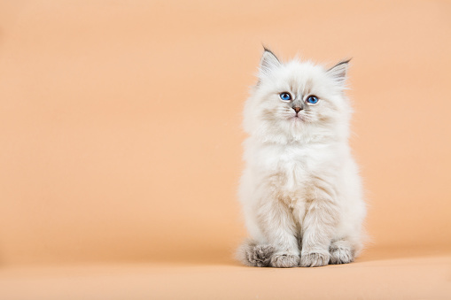 Portrait of Siberian kitten on a  beige background, studio shoot