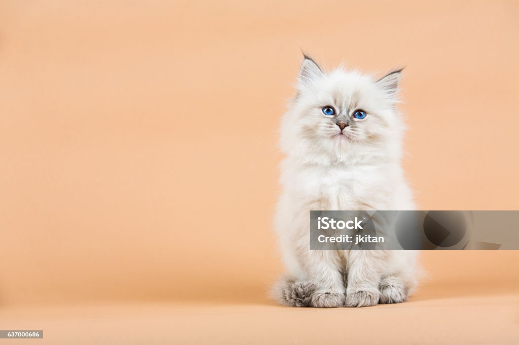 Portrait of Siberian kitten Portrait of Siberian kitten on a  beige background, studio shoot Domestic Cat Stock Photo