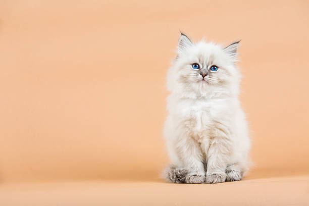 Portrait of Siberian kitten Portrait of Siberian kitten on a  beige background, studio shoot blue eyes photos stock pictures, royalty-free photos & images