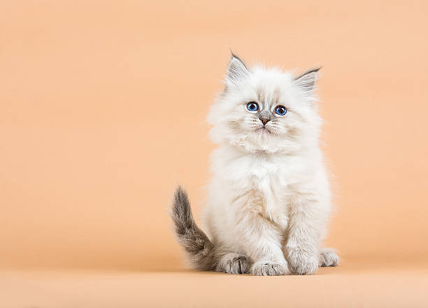 istock Portrait of Siberian kitten 637000710