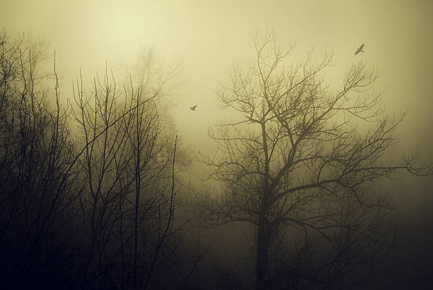 istock Mystic forest a foggy day 637000748