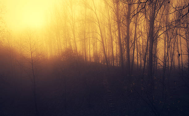 istock Mystic forest a foggy day 637000752