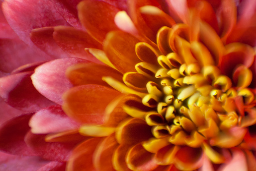 A selective focus, macro shot of a red and yellow mum flower.