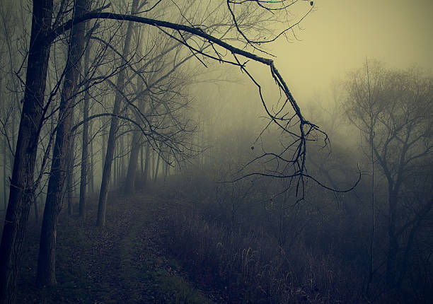 istock Mystic forest a foggy day 637000878