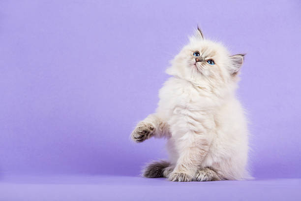 Portrait of Siberian kitten stock photo